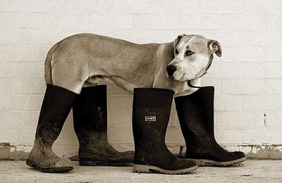 Image 1: A grey dog in wellington boots looking a tad glum and confused.