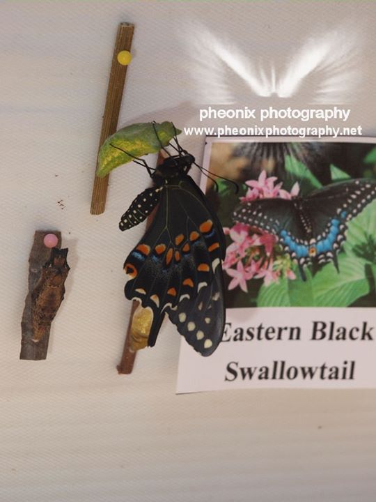 eastern black swallowtail.jpg