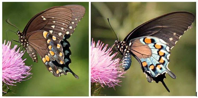 Left: Spicebush Swallowtail Right: Pipevine Swallowtail