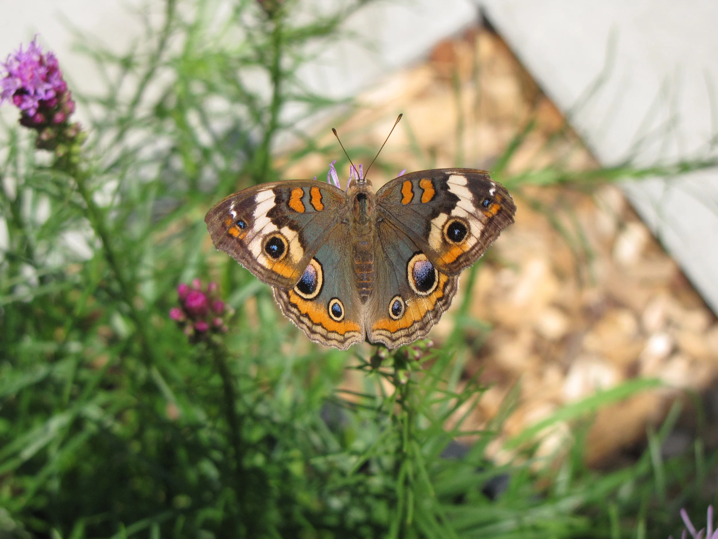 Our Butterflies — Butterflies of Cape Cod