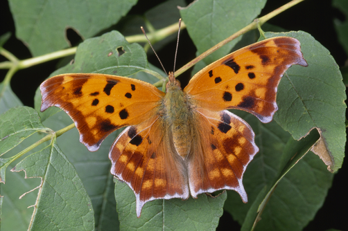 An orange question mark butterfly on a leafy twig.
