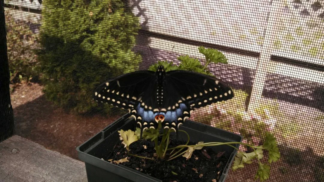News: Pollinator Garden Challenge