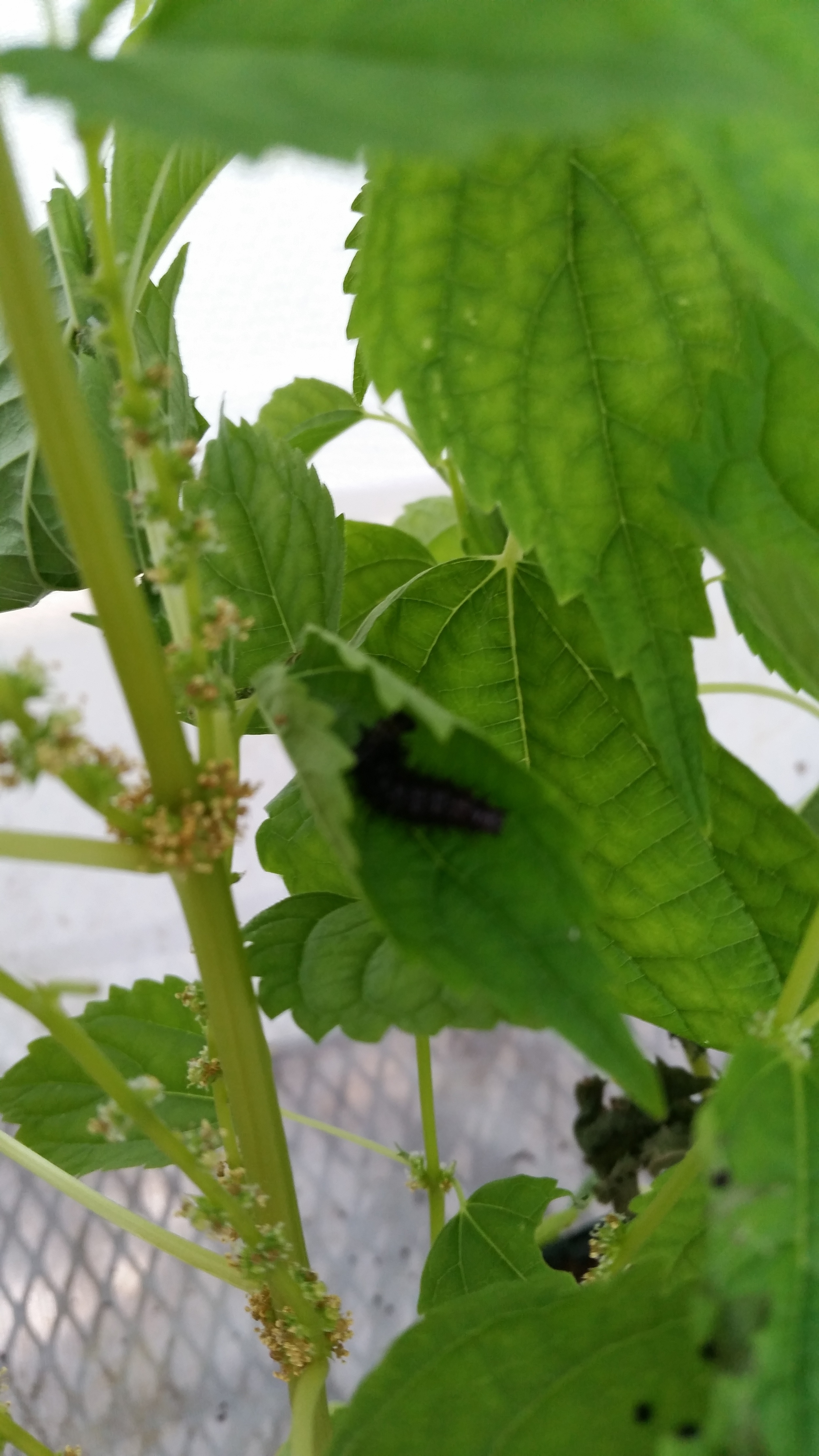Red Admiral Caterpillar Hiding in a Leaf