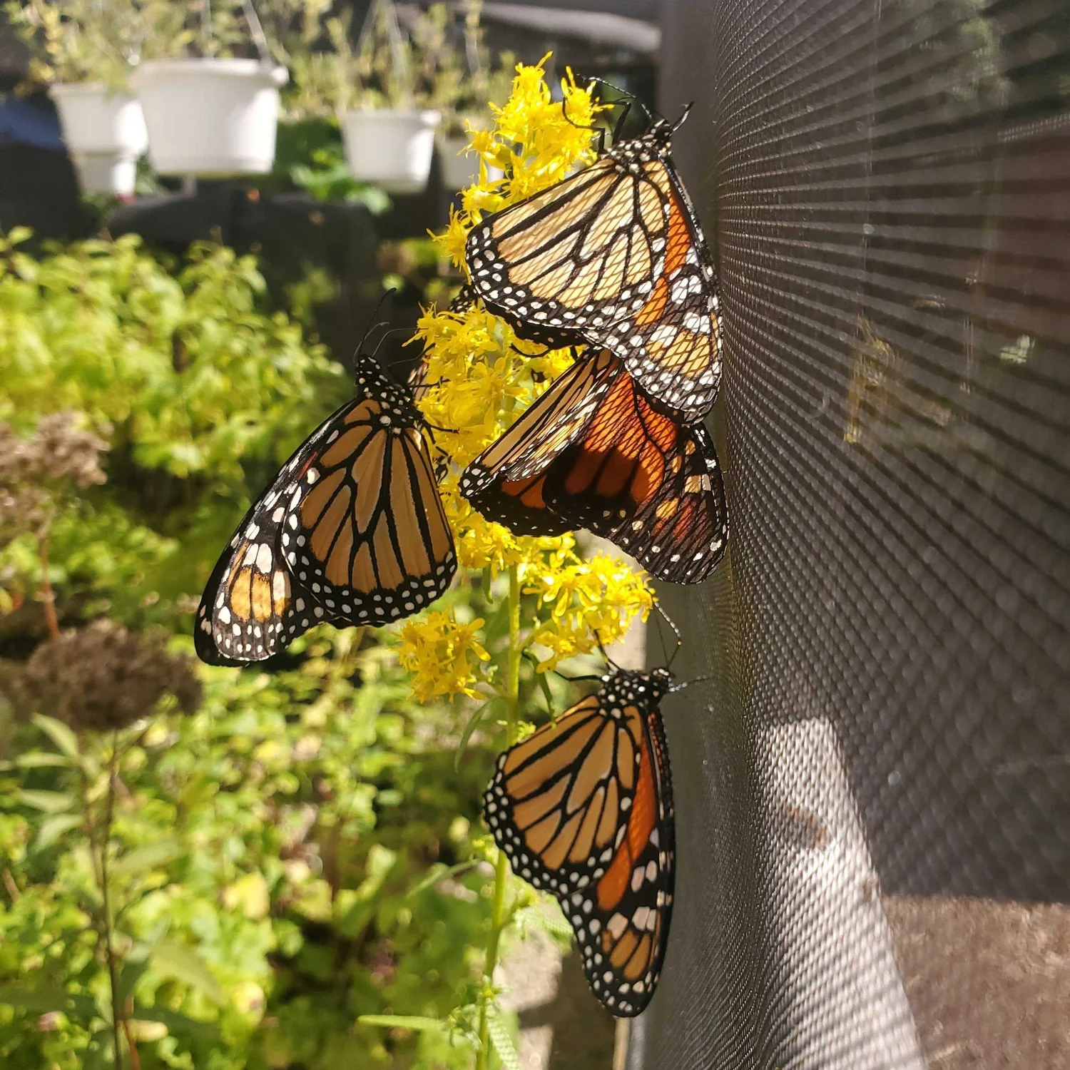 Cape Cod Insects Butterflies of Cape Cod