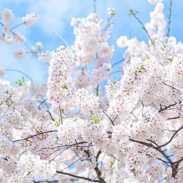 2019 Cherry Blossom Festival! They truly are beautiful. I don't go every year but each time I do I'm absolutely blown away at how pretty the trees are.
.
.
.
.
.
.
.
.
.
.
#momentswandered #washingtondc #cherryblossoms #festival #artsy #calledtobecre