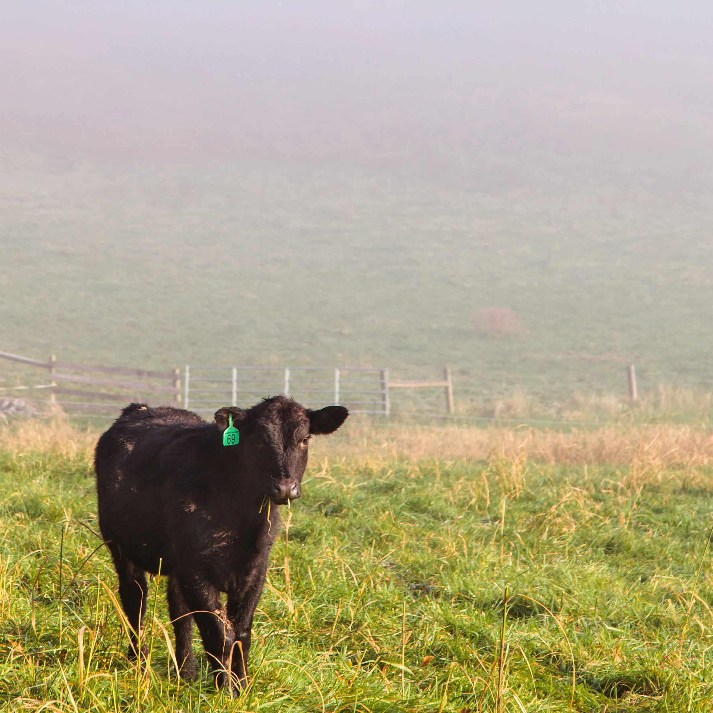 momentswandered_Cow in the Fog.jpg