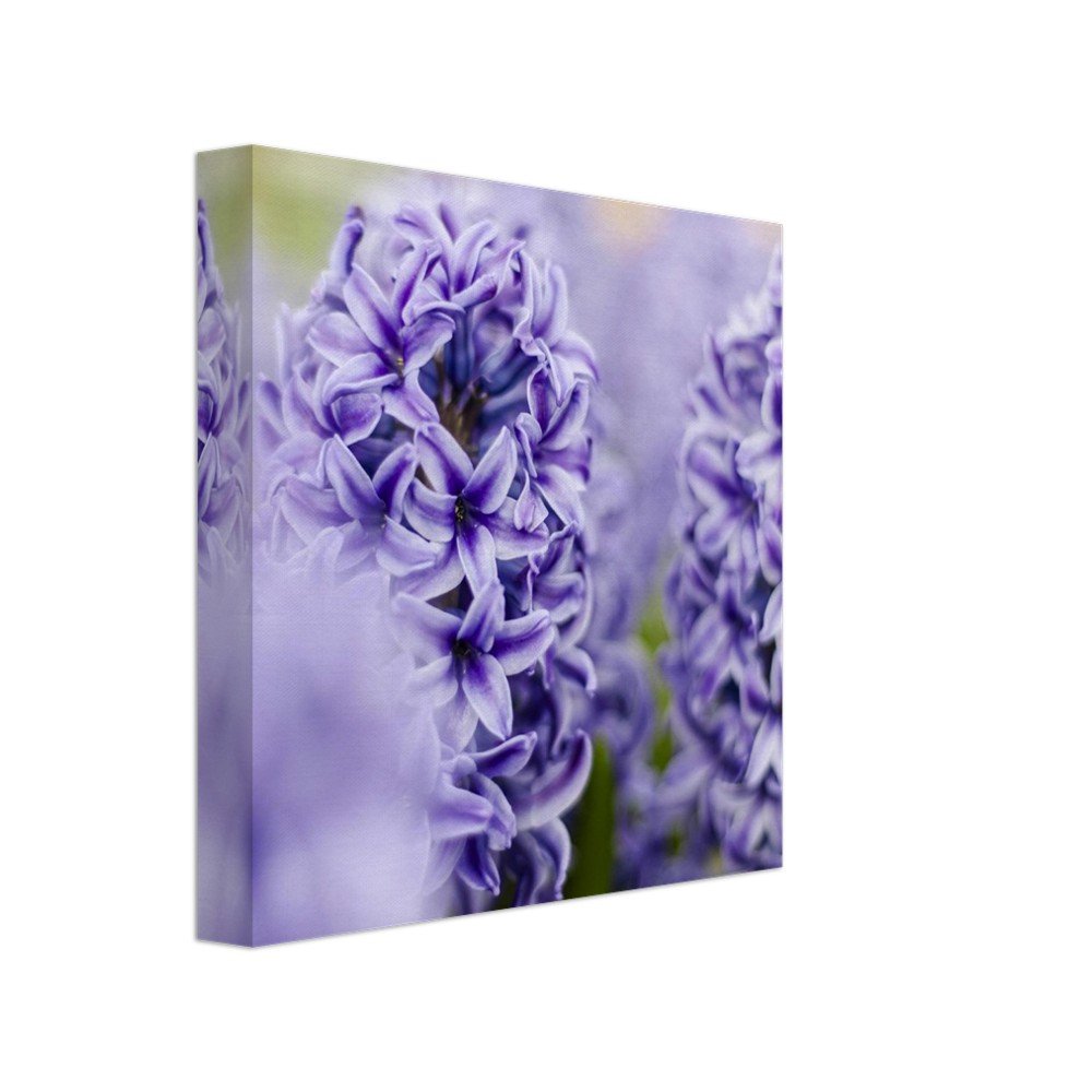 Purple Hyacinth - Canvas