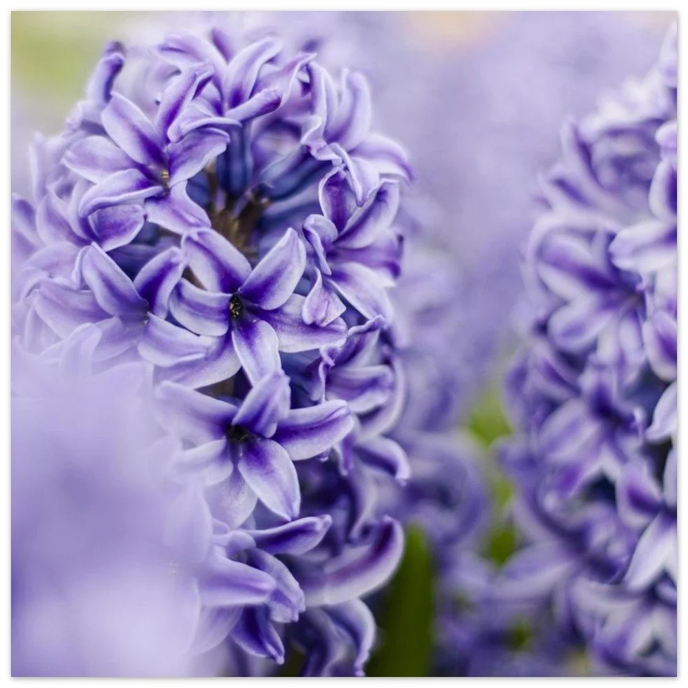 Purple Hyacinth - Fine Art Print