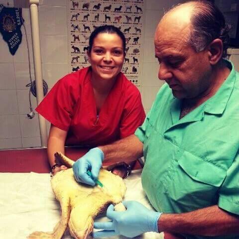 Y seguimos averiguando qué ha sido de los alumnos que van terminado nuestros cursos. Hoy hemos sabido de Nayra Hernandez Alonso que trabaja como Auxiliar de Veterinaria y Peluquera Canina en la Clínica Veterinaria San Pedro en La Palma con Antonio Hernández (veterinario), desde que terminó los cursos de Auxiliar de Veterinaria y Peluquería Canina con nosotros en el verano de 2012. Nayra nos comenta que es la mano derecha del veterinario. Operan juntos, y se encarga también de los pedidos, la tienda y la peluquería. ¡¡¡Todoterreno!!! Nos alegramos de que se te vea tan feliz y comprometida con tu trabajo y le damos también las gracias a Antonio por haberte dado esta gran oportunidad.