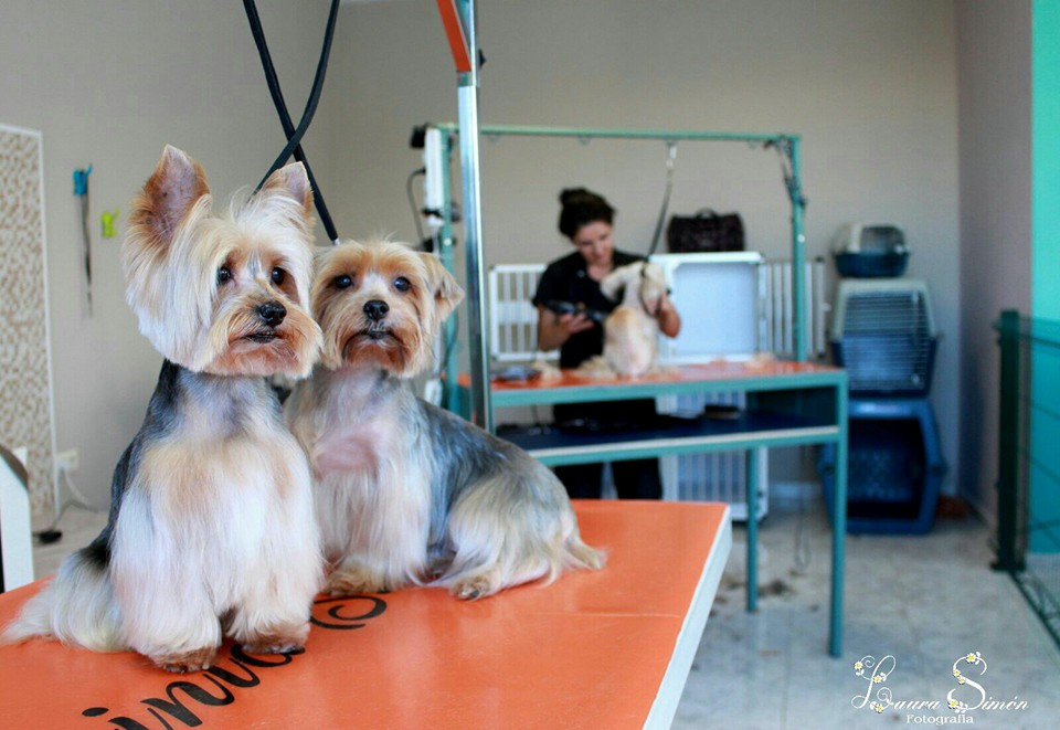 Hoy queremos hablar de otra GRAN PELUQUERA, Davinia Simón, que hizo con nosotros el Curso de Peluquería Canina en el 2012 y se quedó trabajando desde entonces. Acumula ya más de 4 años de experiencia y ha iniciado una nueva andadura abriendo recientemente, su propia peluquería canina en San Isidro. Davinia es una gran amante de los animales y tiene un don para tratar de manera exquisita a los perros y gatos que van a peluquería. No hay más que ver su excelente trabajo en las fotos que publicamos. Mucho ánimo en esta nueva andadura, en la que ya tenemos constancia de que estás cosechando, como en la etapa anterior, muchos éxitos.