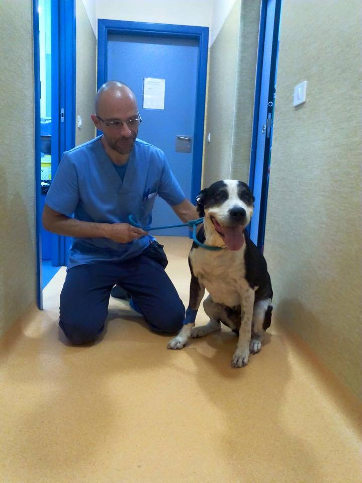 Felicidades Alberto, no sólo por ser un gran Auxiliar Veterinario sino también una excelente persona. Alberto realizó con nosotros la anterior edición del Curso de Auxiliar Veterinario y lleva ya más de un año trabajando como parte del equipo del Hospital Veterinario Añaterve. Hoy dedicamos este post para agradecer tu confianza en nuestra formación y darte la enhorabuena por haber entrado a formar parte de un equipo de excelentes profesionales. El Hospital Veterinario Añaterve comienza su andadura en 1999 como clínica generalista. Actualmente ocupan unas instalaciones de 250m2 en el casco de Güímar en el Barrio de Fátima. Cuentan con un equipo de 13 personas, 4 auxiliares y 9 veterinarios. Es el primer y único centro Wellcat Oro de toda Canarias y tercero de España. Reconocimiento que hace la ISFM (Sociedad Internacional de Medicina Felina) que certifica que cumplen con los estándares para tratar de forma amigable a los gatos. Disponen de sala de espera, consultas y hospitalización separadas para perros y gatos. En Junio de 2016 han obtenido la Calidad Certificada por auditores externos, siendo de nuevo el primer Hospital de Tenerife en obtenerla. Trabajan con más de 300 protocolos para garantizar la mejor atención de sus pacientes y clientes. Gracias a todos por darle a Alberto esta magnífica oportunidad.