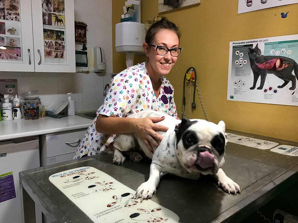 De nuevo una agradable sorpresa mientras paseábamos por el sur. Al entrar a la Clínica Veterinaria Don Perro en las Chafiras nos encontramos trabajando a Virginia Lorenzo, alumna del Curso de Auxiliar de Veterinaria de la promoción 2004-2005. Vicky, nos alegramos mucho de que hayas convertido tu afición por los animales en tu profesión. Queremos dar las gracias a Noelia Rodriguez y a todo el equipo de Don Perro por haberle dado esa magnífica oportunidad. Don Perro con muchos años de experiencia es un centro de referencia en el sur de la isla de Tenerife, dispone de veterinarios, tienda de animales, una excelente peluquería canina bajo la dirección de Noelia, y residencia canina con servicios de adiestramiento bajo la supervisión de José Luis. Es un centro completo de multiservicio que tiene todo lo necesario para nuestras mascotas en un mismo establecimiento.