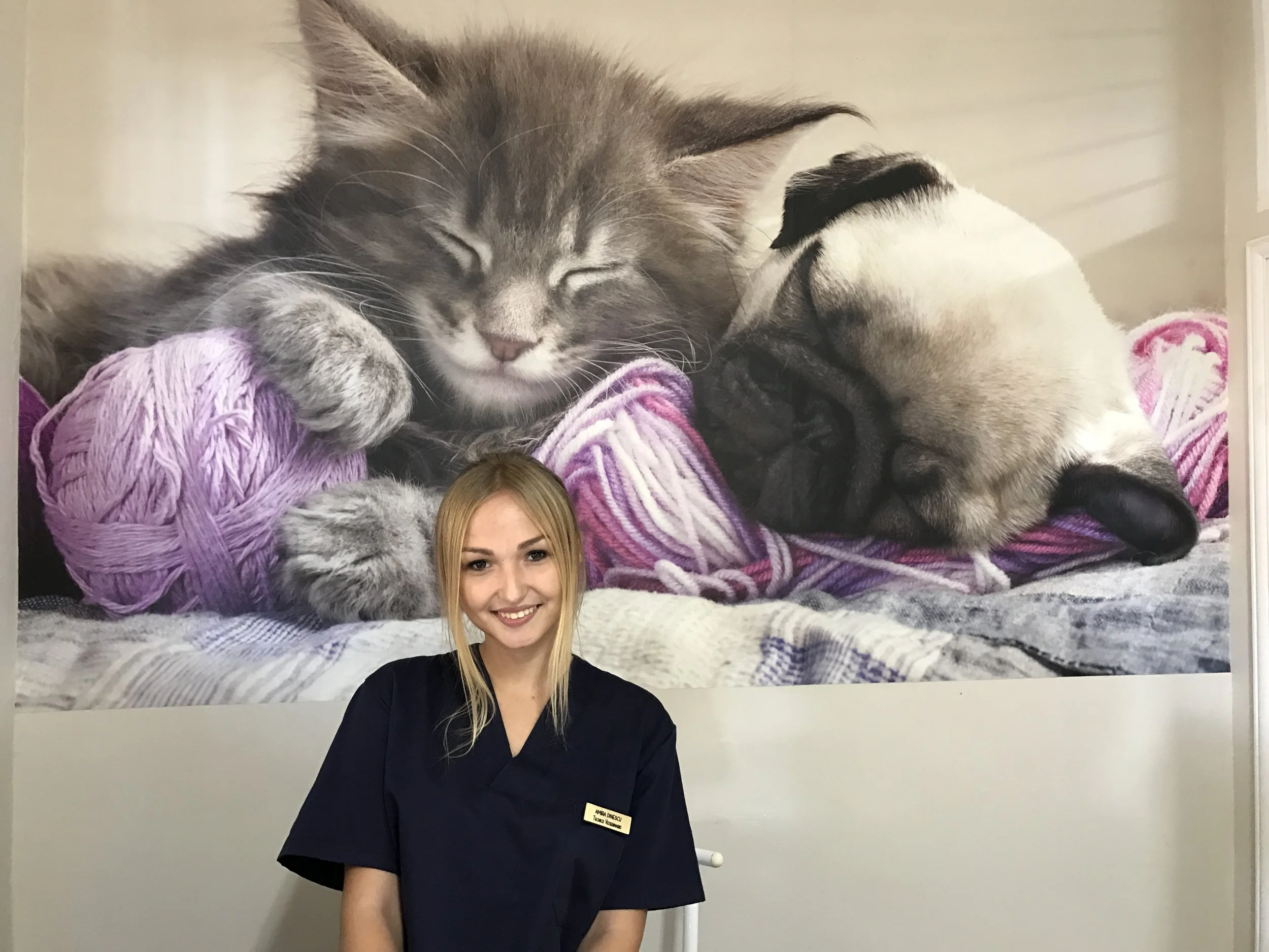 De nuevo estamos felices por la contratación de un alumno de esta edición del Curso de Auxiliar de Veterinaria de los sábados. Amira Dinescu ha vivido desde pequeña rodeada de animales, conejos, cobayas, perros, gatos, ninfas. Su sueño era estudiar la carrera de veterinaria, sin embargo la nota de entrada era muy alta y se tuvo que decantar por psicología. Nunca ha desistido de poder trabajar en lo que la hace feliz. Decidió quemar su último cartucho y apostar por nuestra formación apuntándose en la edición del 15 Aniversario del Curso de Auxiliar de Veterinaria. Mientras estudiaba la carrera de psicología dedicaba todas las tardes a hacer las prácticas y los sábados a venir a clase. Un ritmo frenético, exámenes, clases, prácticas, ... Gracias a su tesón, su simpatía y una formación de alto nivel en nuestro curso con grandes veterinarios, Amira se ha dado cuenta que los sueños, cuando luchas por ellos, se hacen realidad. Enhorabuena Amira. Has pasado a formar parte de un gran equipo en la Clínica Veterinaria Arka de Noe de Candelaria. Con más de 17 años de experiencia cuentan con tres veterinarios, Silvia, María y Jose. Dos auxiliares Amira y Débora, ambas formadas en Centauto Congresos y dos peluqueros Genaro y Dani, también formados en Centauro Congresos. Jose Iglesias es Licenciado en Veterinaria por la Universidad de Santiago de Compostela, especializado en ecografía, cirugía y medicina interna. María Menor Licenciada en Veterinaria por la Universidad de León y Silvia Martín de Antonio Licenciada en Veterinaria por la Universidad de Cáceres. Gracias a todos por haberle dado esta magnífica oportunidad a Amira y confiar en nuestra formación y el talento de nuestros alumnos.