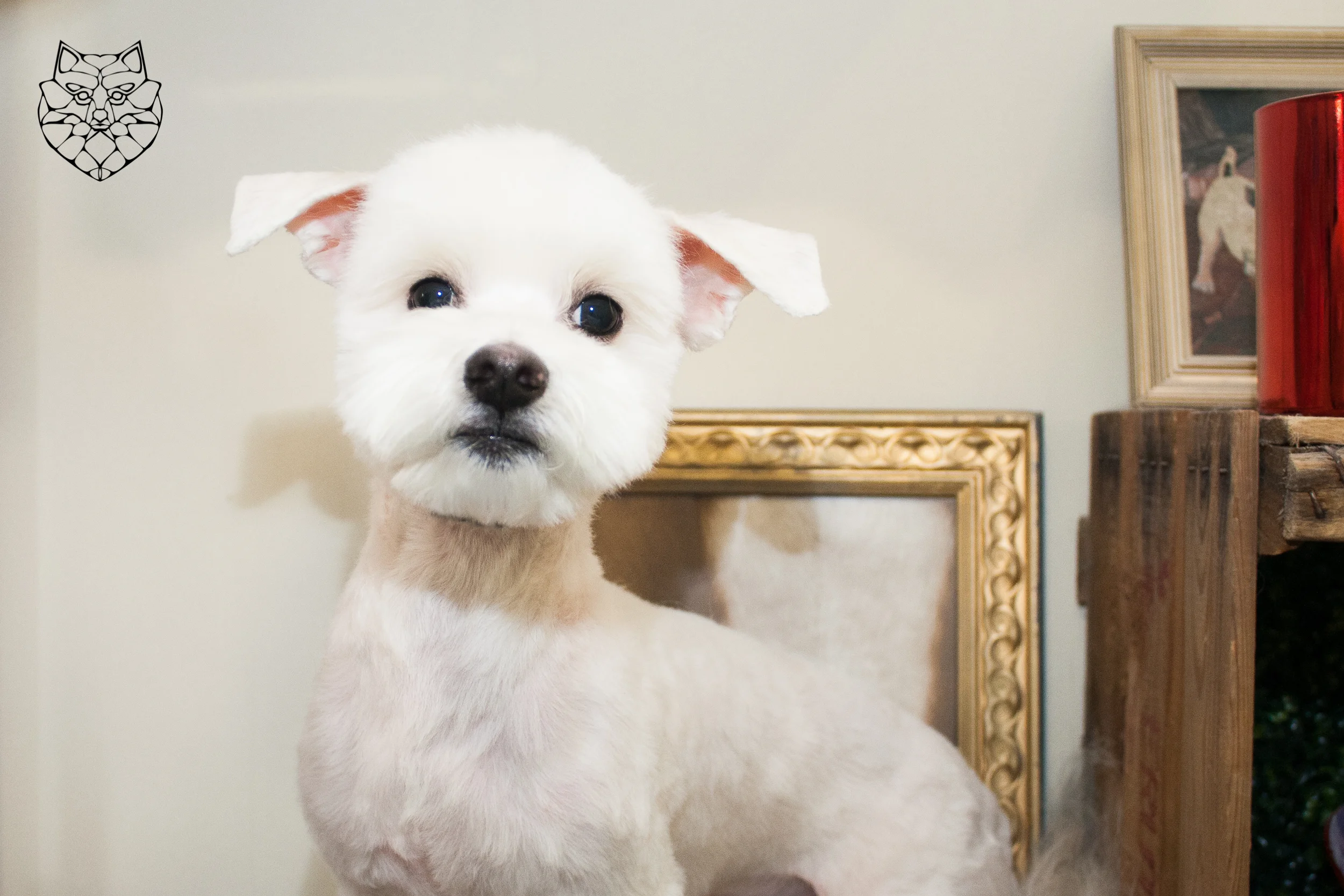 2018-04-25 BICHON AFEITADO.jpg