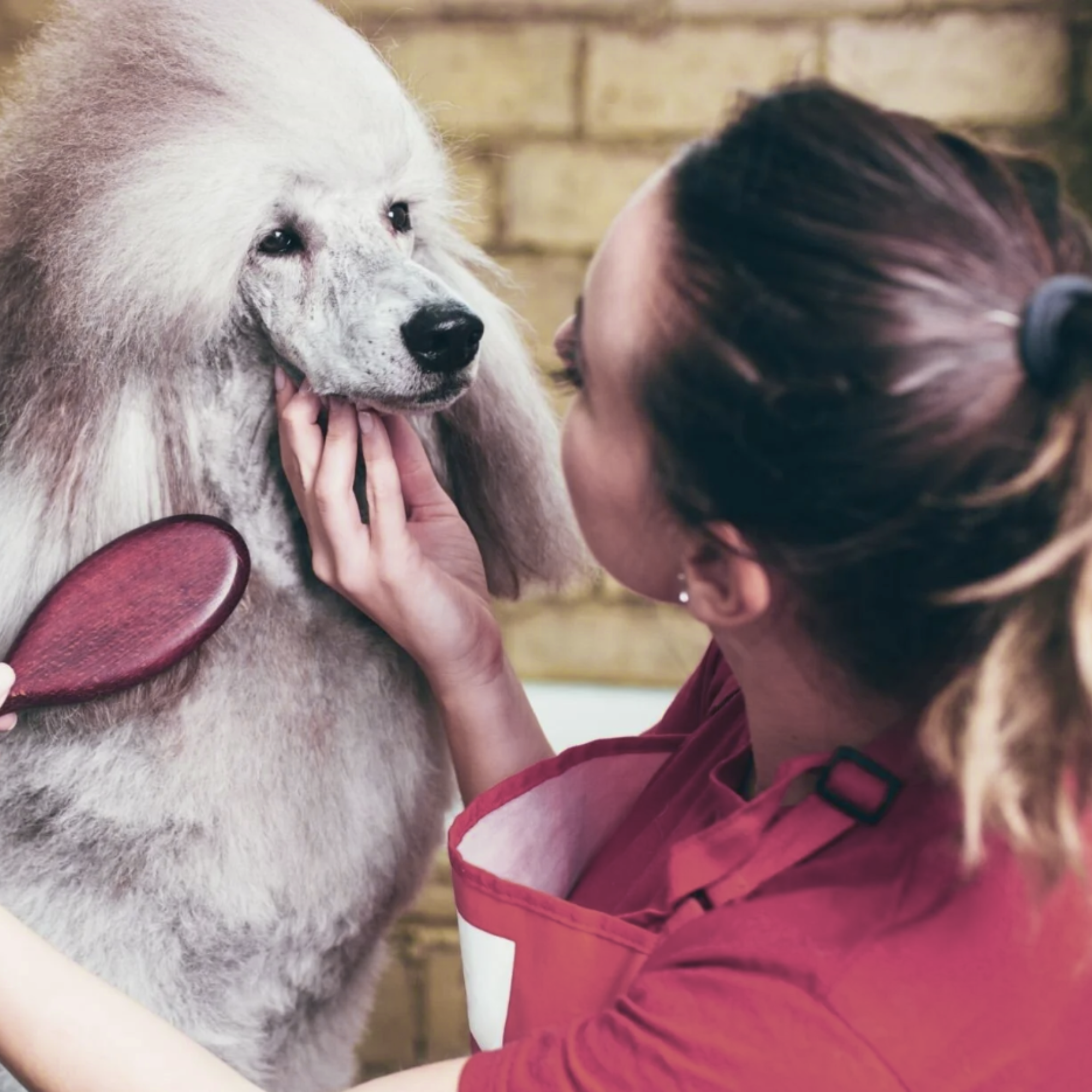 matricula CURSO DE PELUQUERÍA CANINA modalidad MASTER PROFESIONAL AVANZADO
