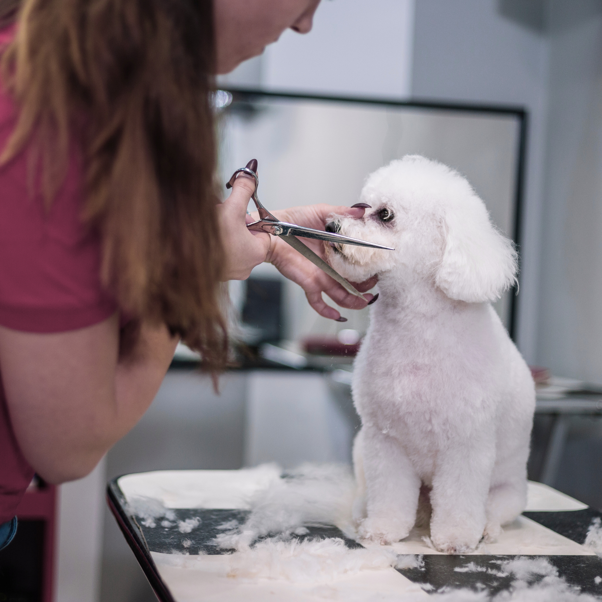 matrícula CURSO PELUQUERÍA CANINA modalidad Profesional Iniciación Completa