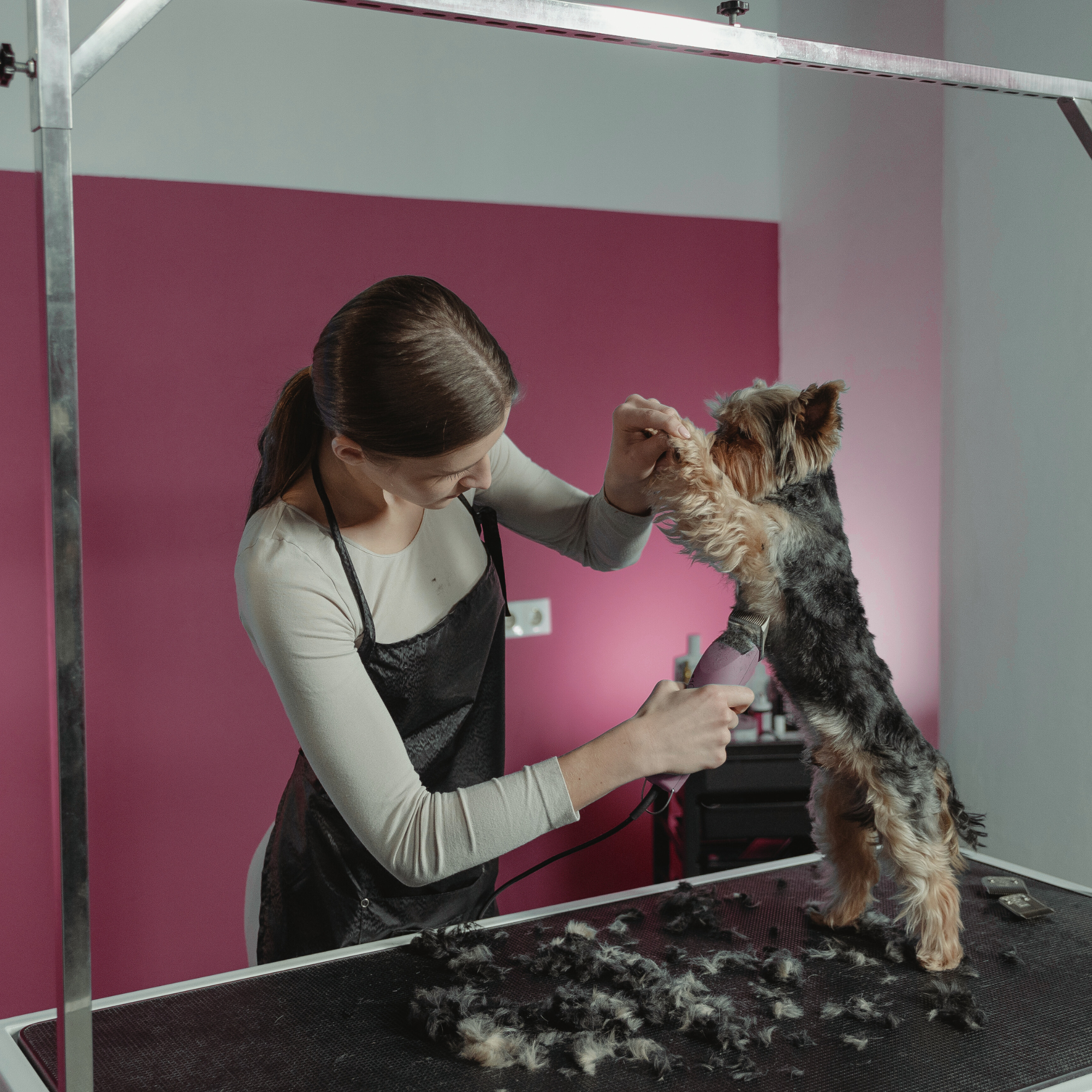 PAGO COMPLETO CURSO PELUQUERÍA CANINA - INICIACIÓN