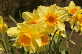 POEMS FOR SPRING