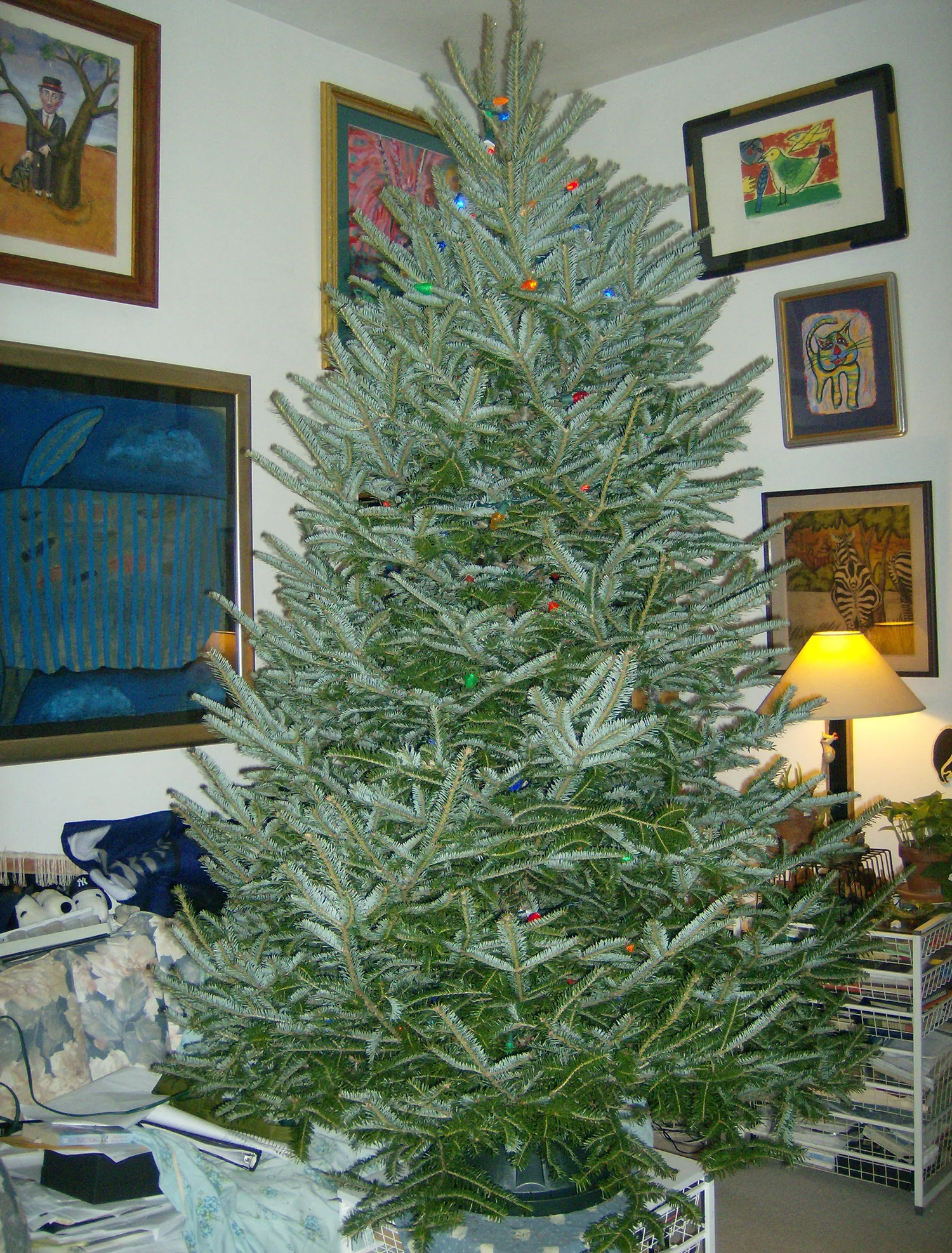 Mr. Tree gets his lights on.