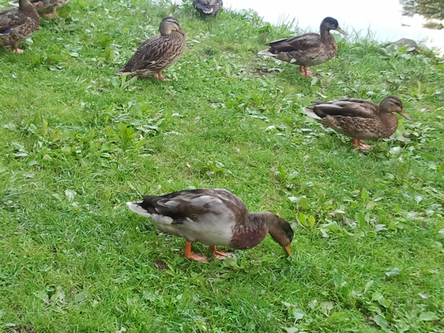 Res Ducks 1500 4 2012-08-29.jpg