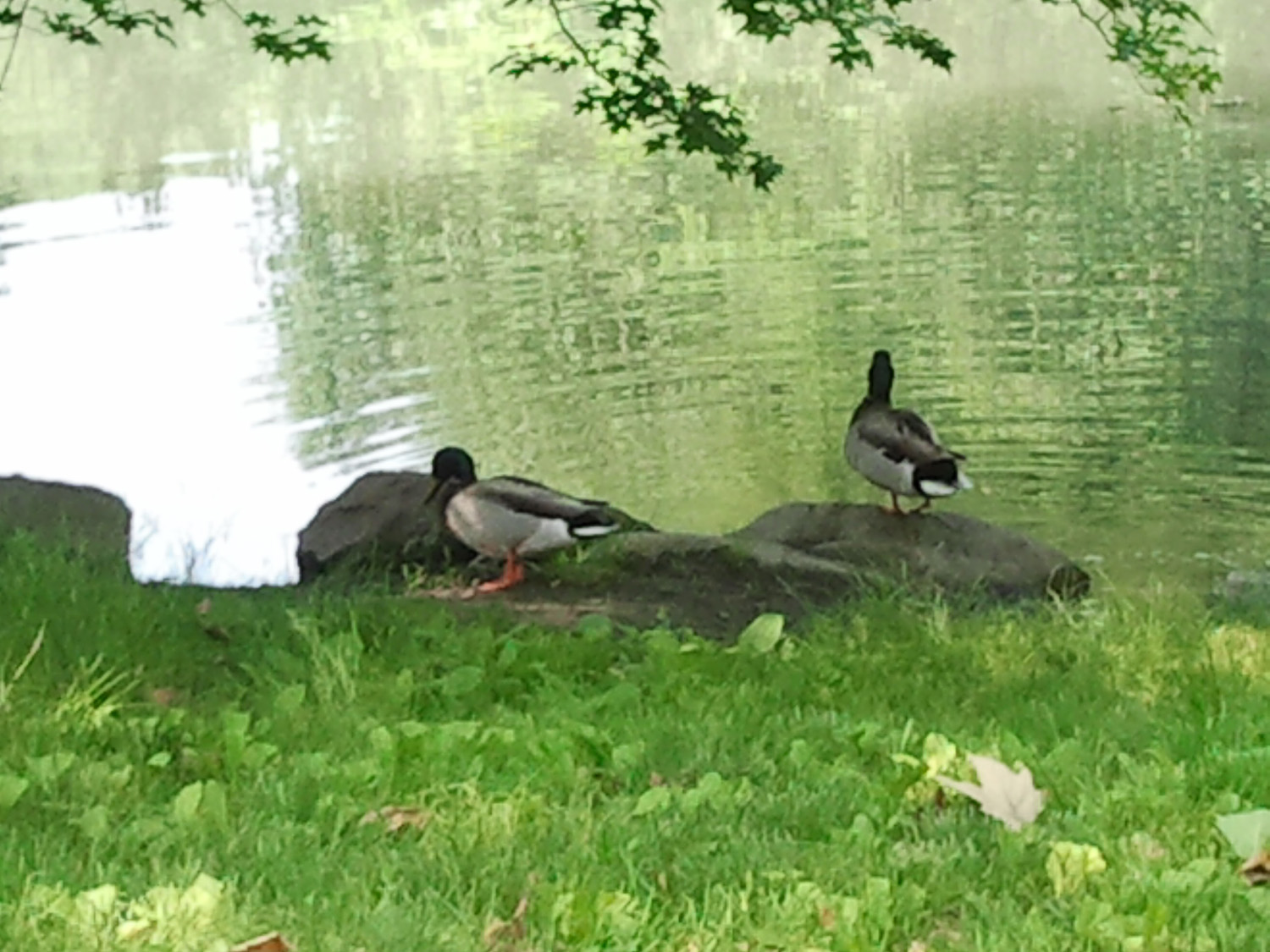 Res Ducks 1500 7 2012-05-26.jpg