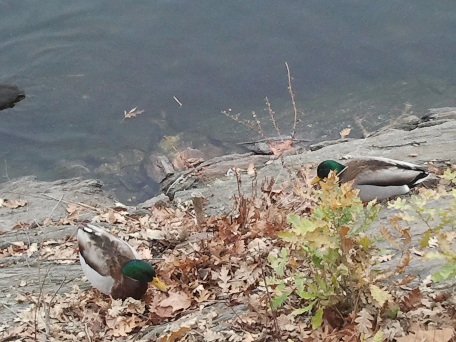 Res Ducks 1500 9 2012-12-31.jpg