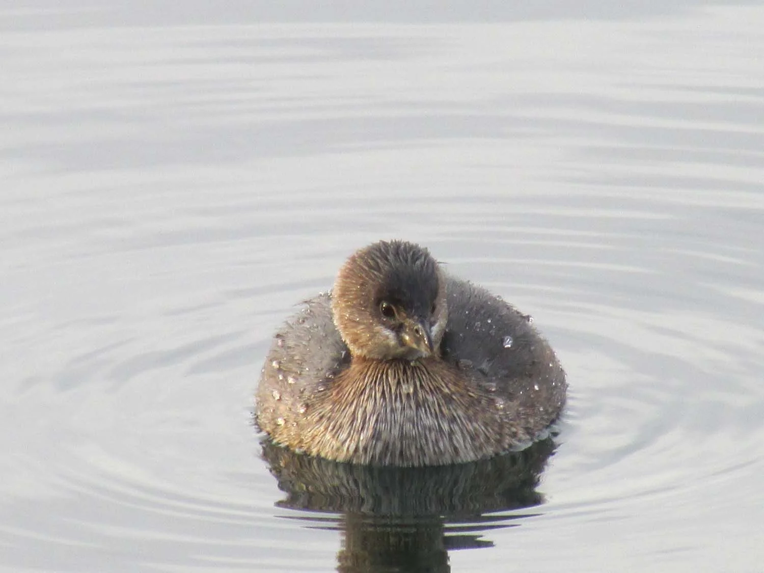Pied-billed grebe, Jan. 13, 2014