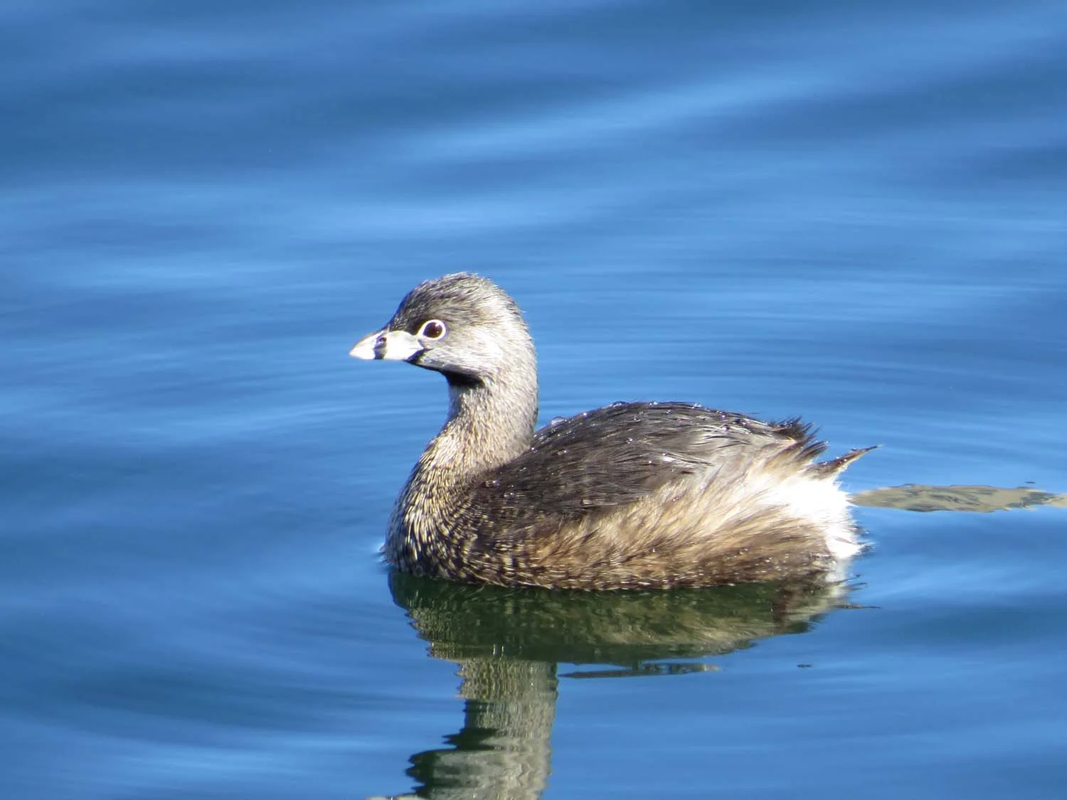 Pied-billed grebe, March 29, 2016