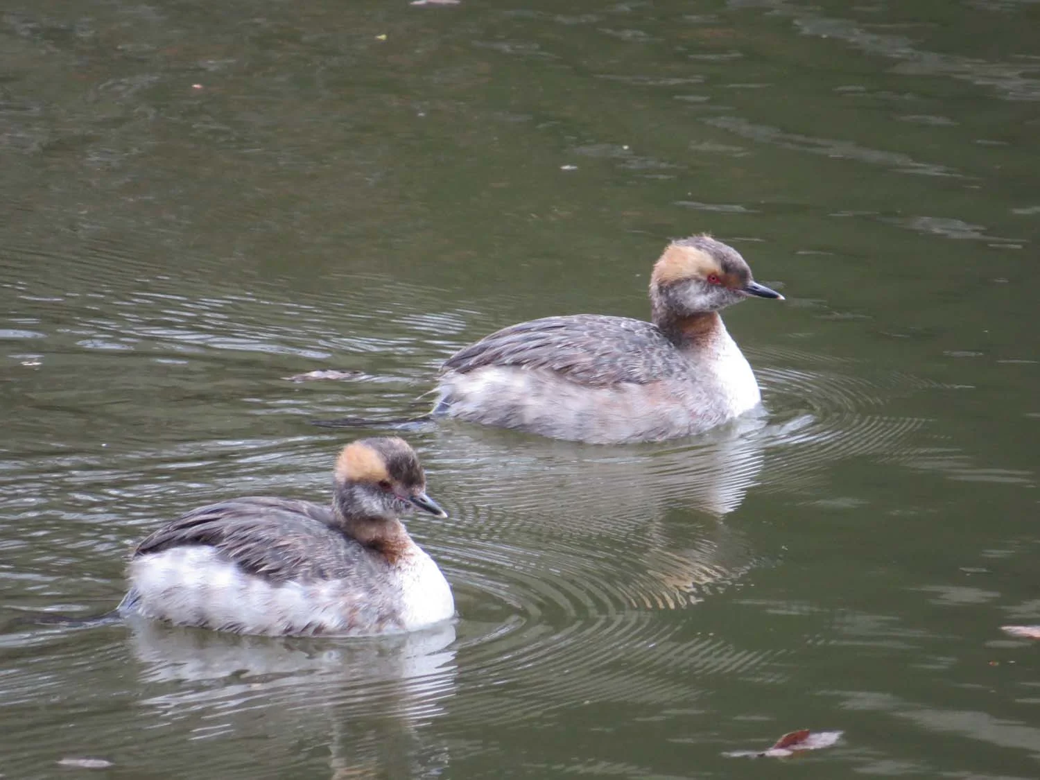 HornedGrebe 1500 3-17-2016 051.jpg