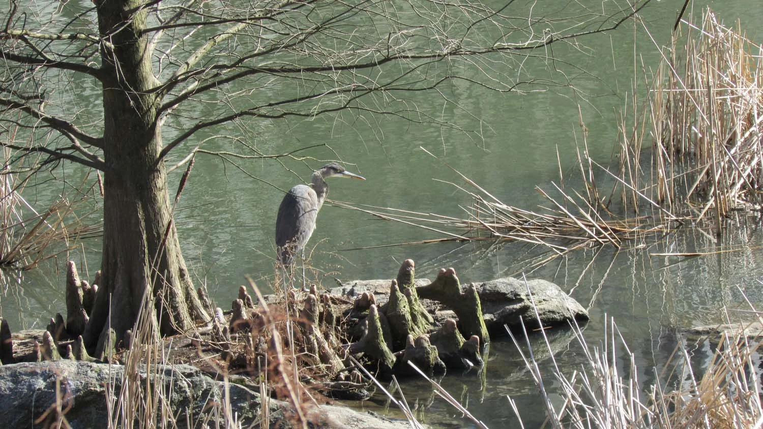 Great blue heron at the Pond, Central Park, March 2013