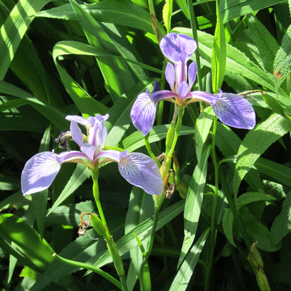 Irises 1000.jpg