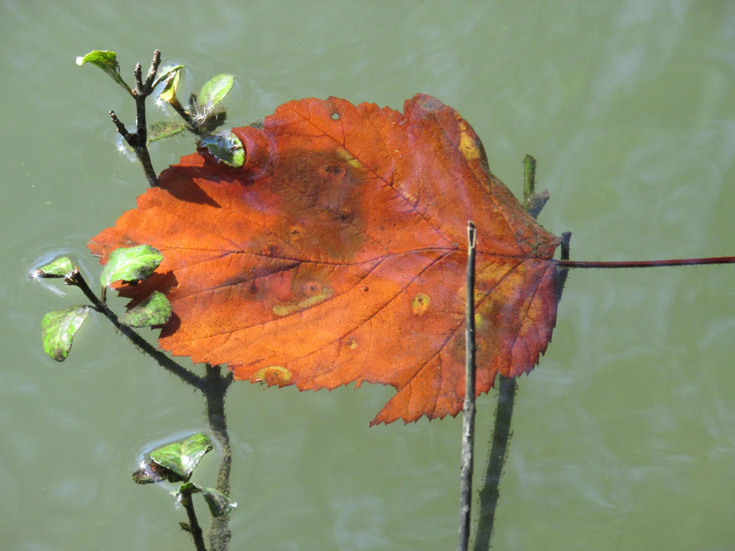 This leaf photograph is one of my favorites, from April 2013.