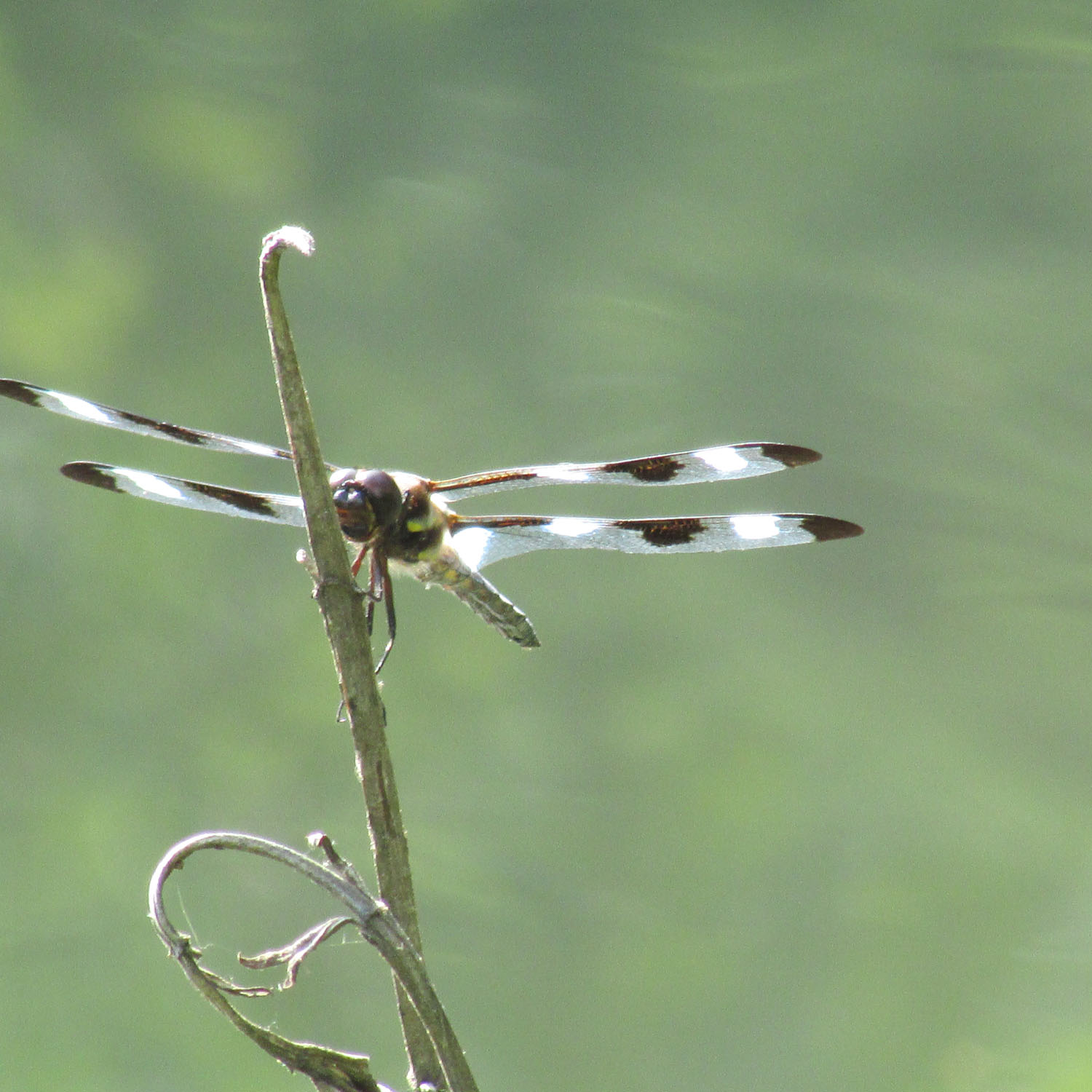 Dragonfly CP 1500 7-26-2013 101.jpg