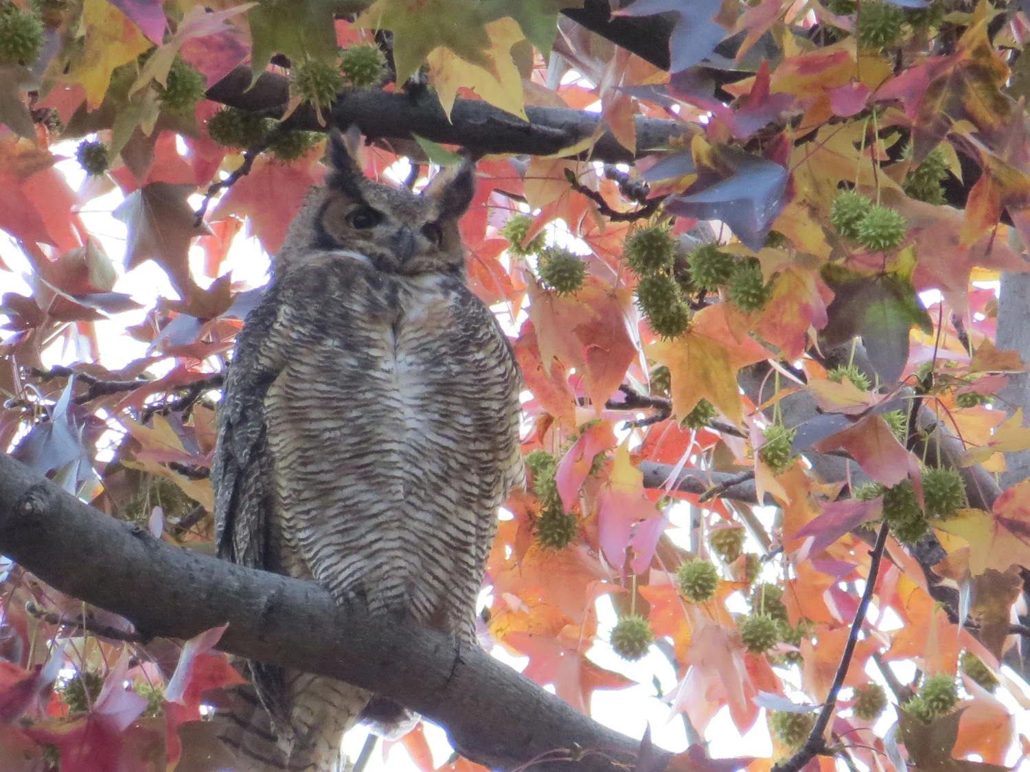November 9, 2015, in the Ramble.