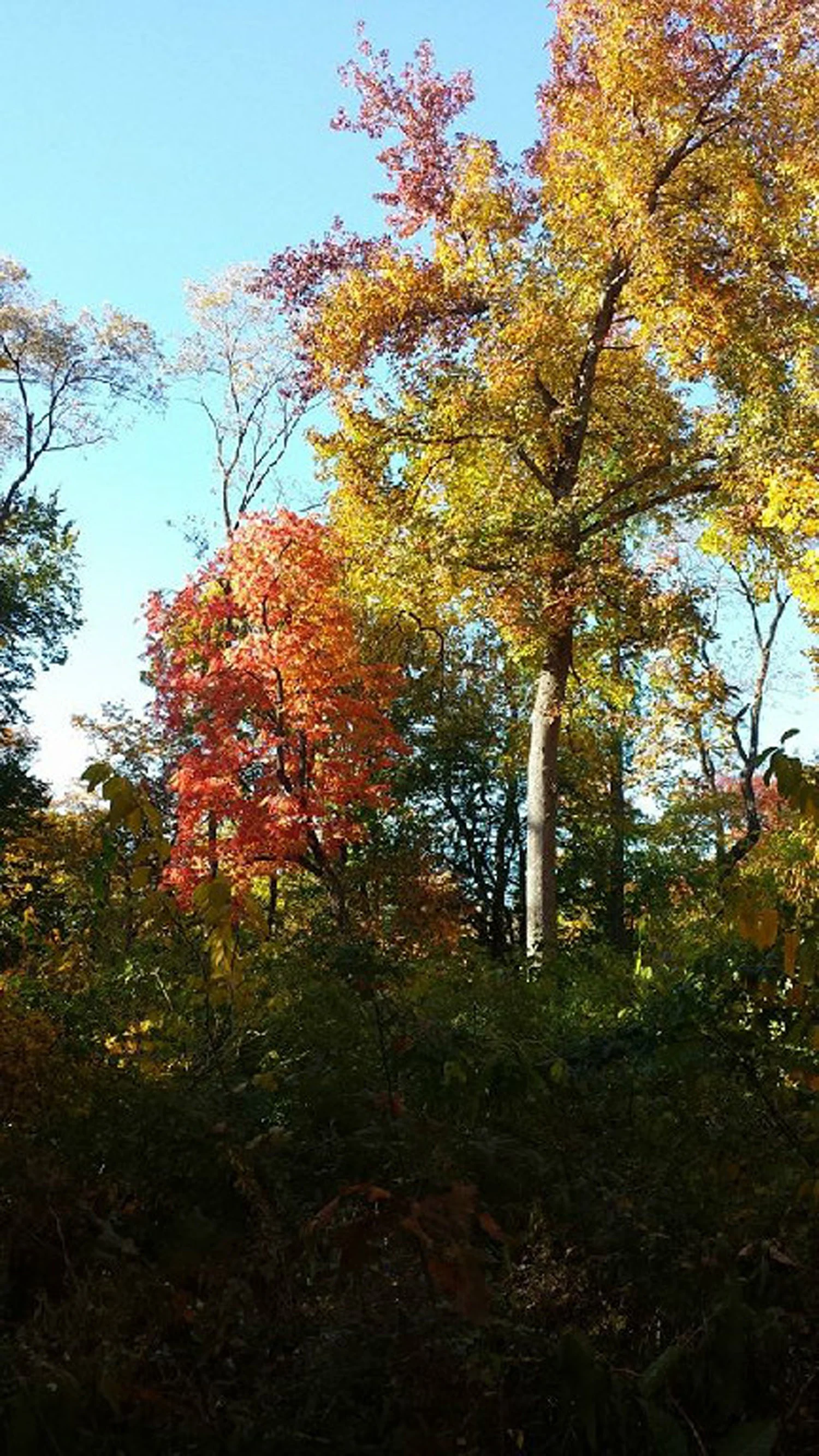 Autumn