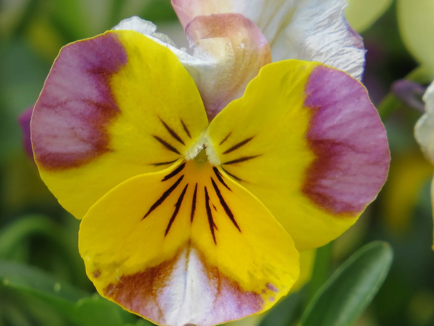 3-31-2016 NYBG 101 1500.jpg