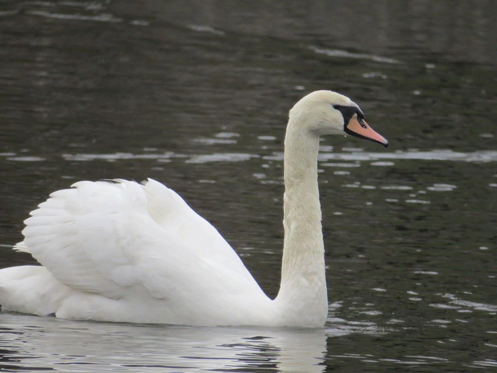 Swans-12-30-2015-067.gif