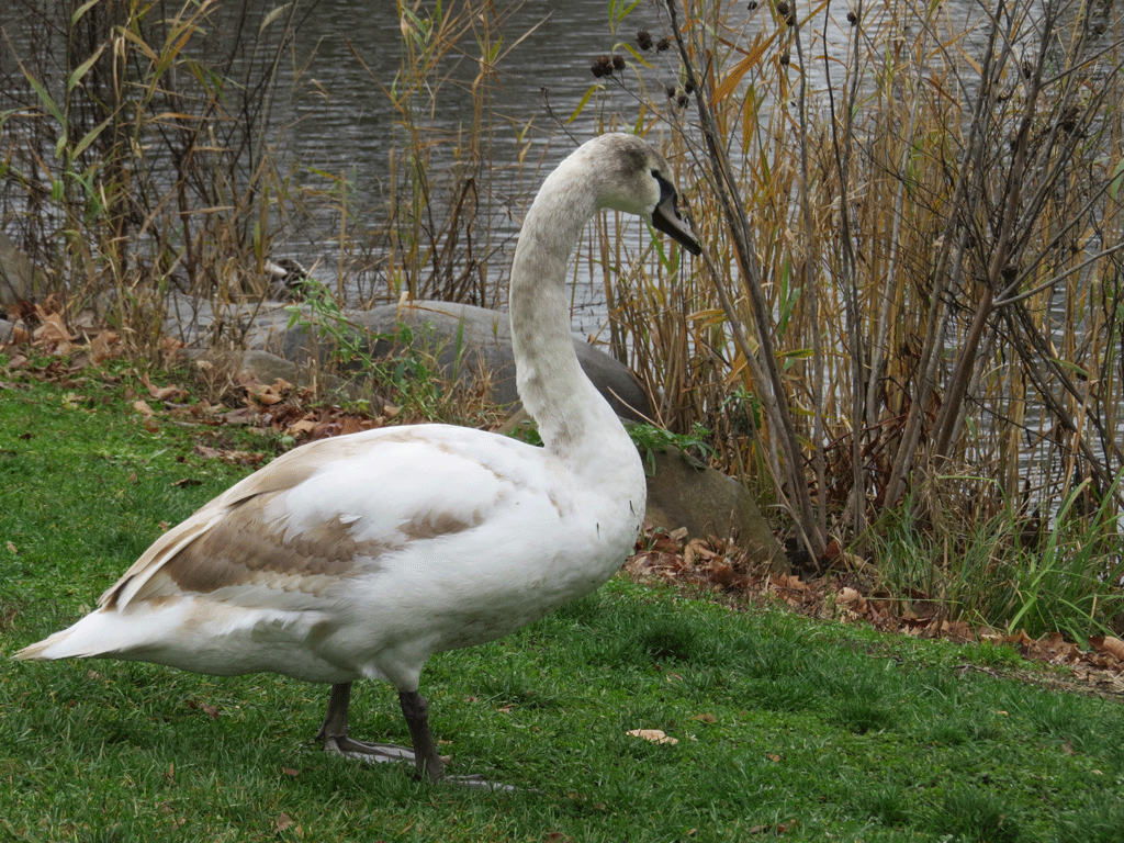 Swans-12-30-2015-083.gif