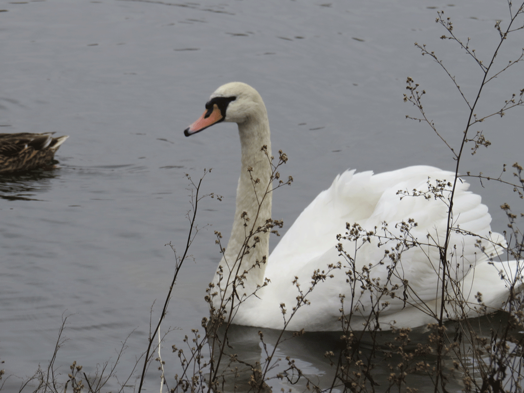 Swans-12-30-2015-090.gif