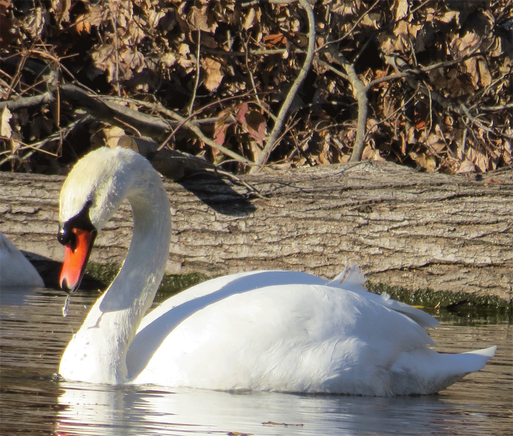 Swans-12-4-2015-049.gif