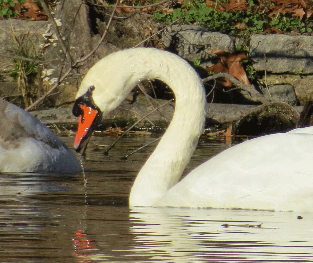 Swans-12-4-2015-046.gif