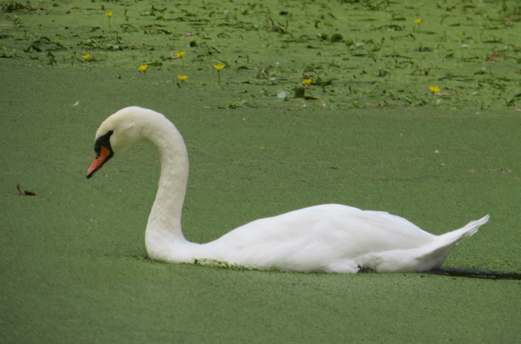 Swans-9-25-2015-309.gif