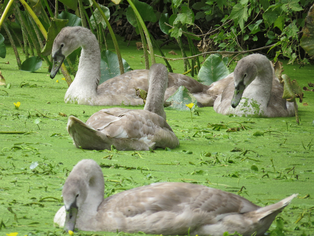 Swans-9-25-2015-312.gif