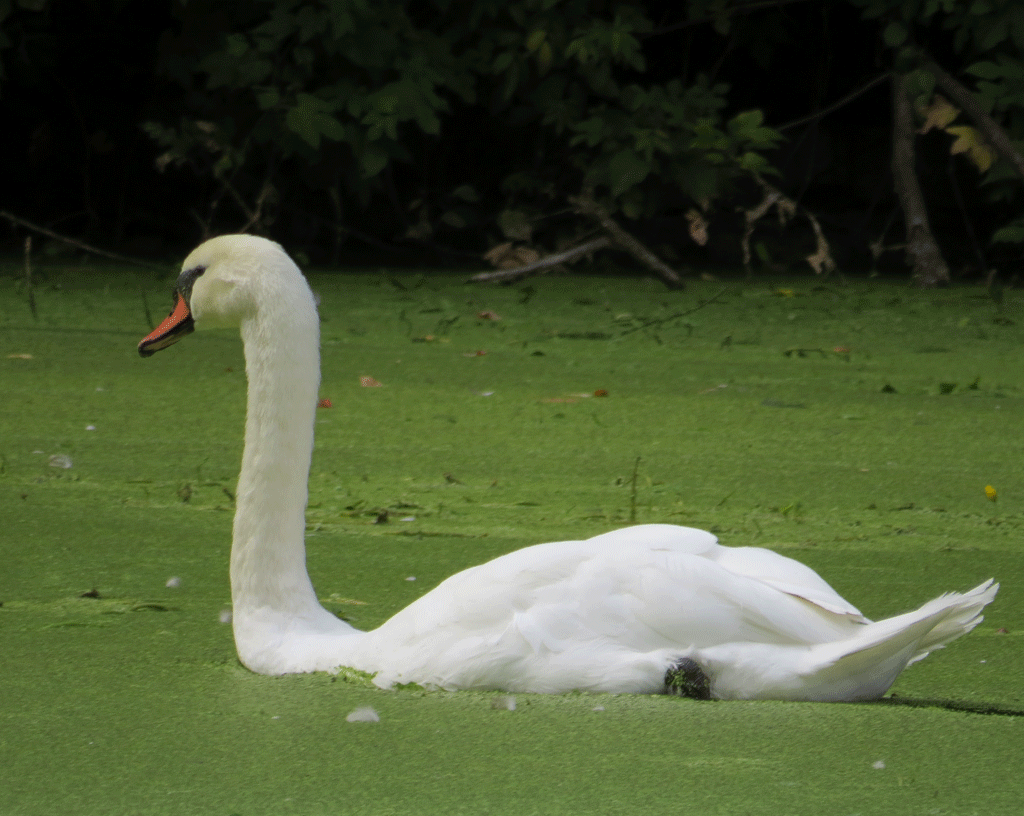 Swans-9-25-2015-322.gif