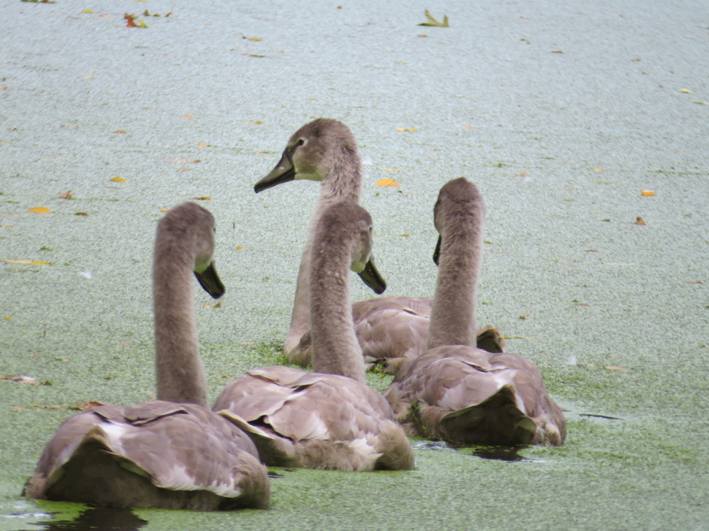 Swans-9-25-2015-325.gif