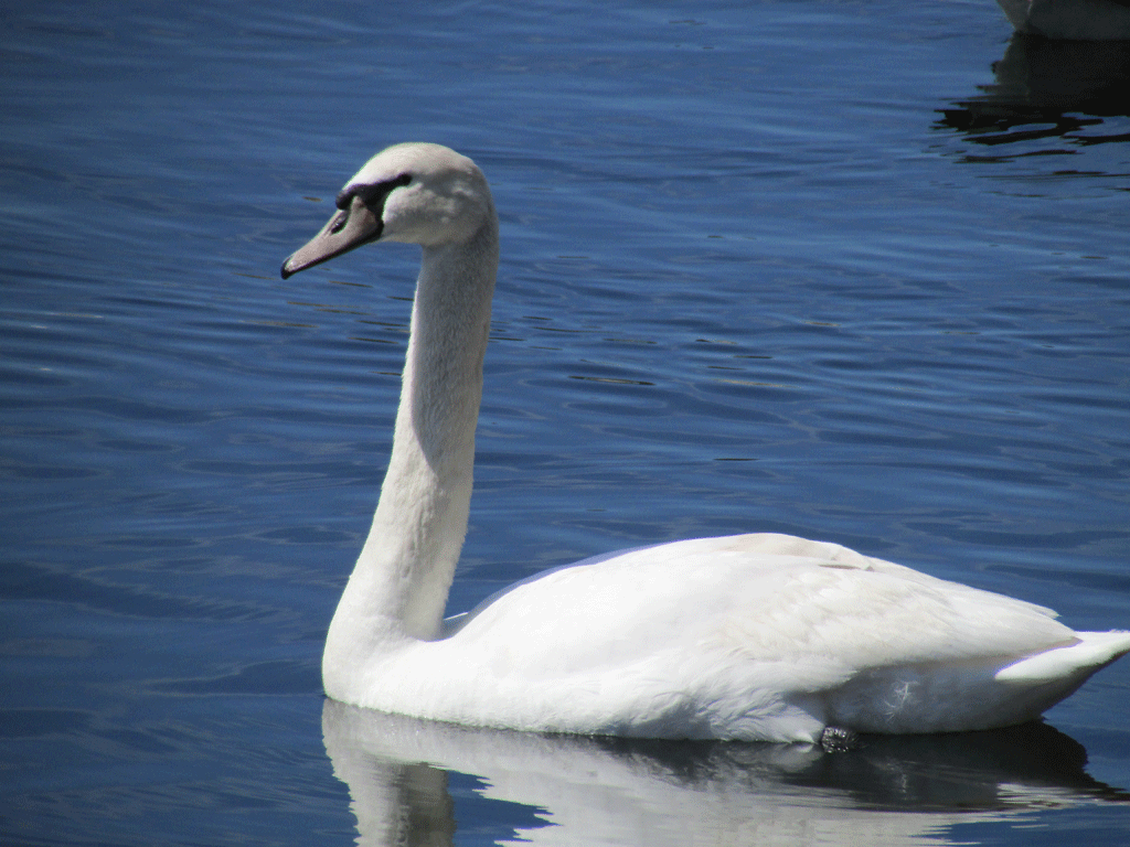 Swans-4-1-2014-078-Res.gif