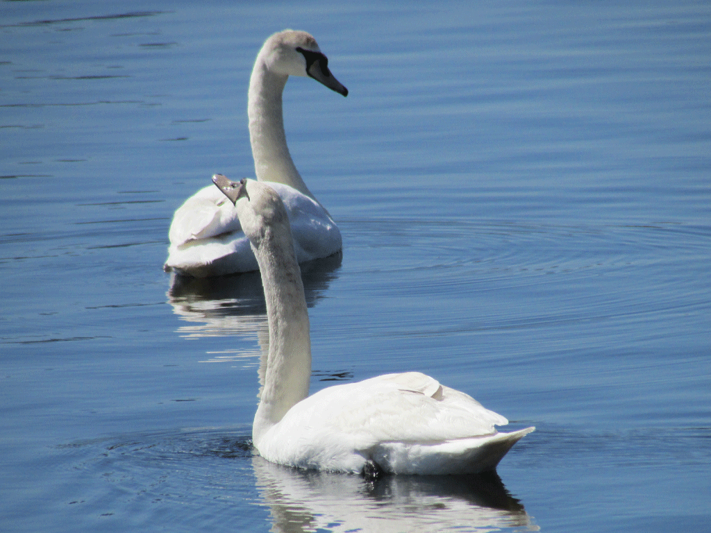 Swans-4-1-2014-082-Res.gif