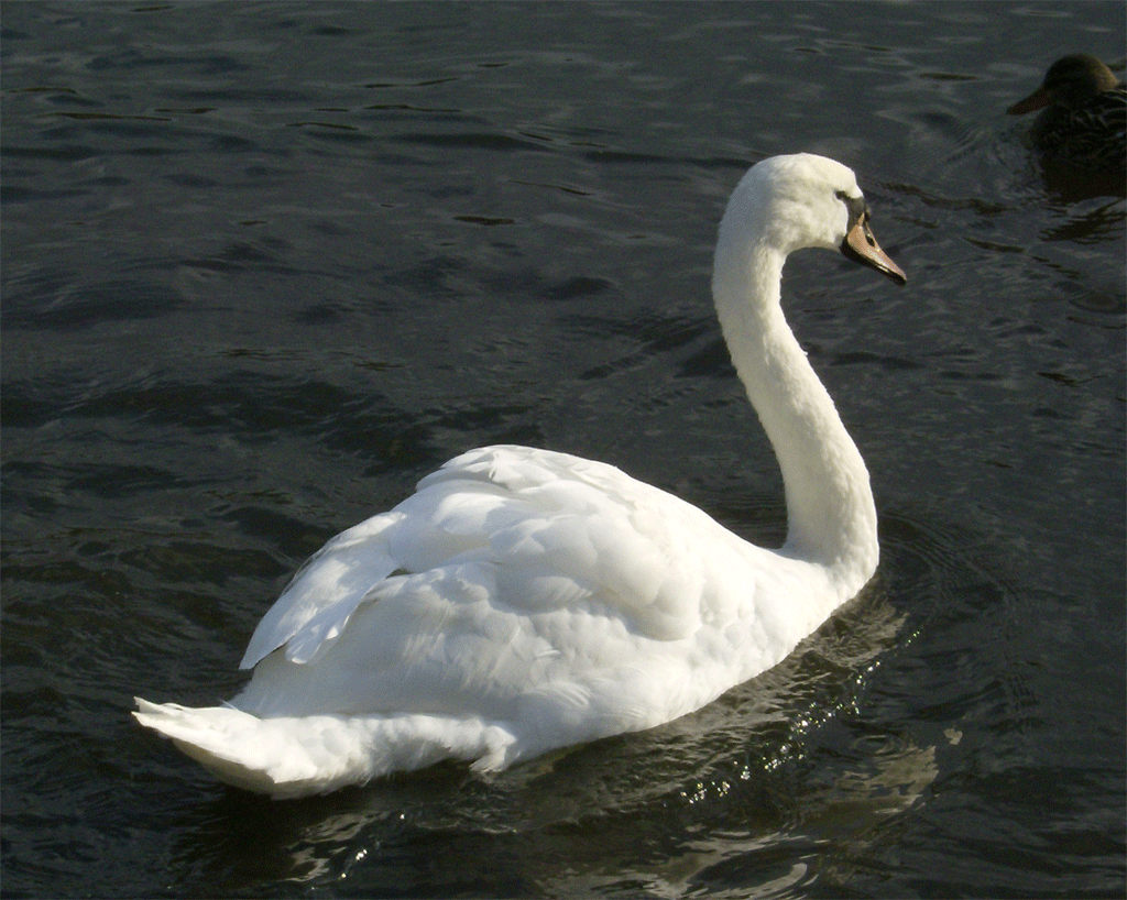 Swans-2-20-2013-Swan6.gif