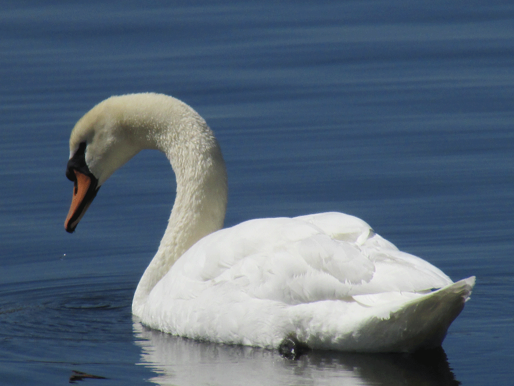 Swans-4-1-2014-080-Res.gif
