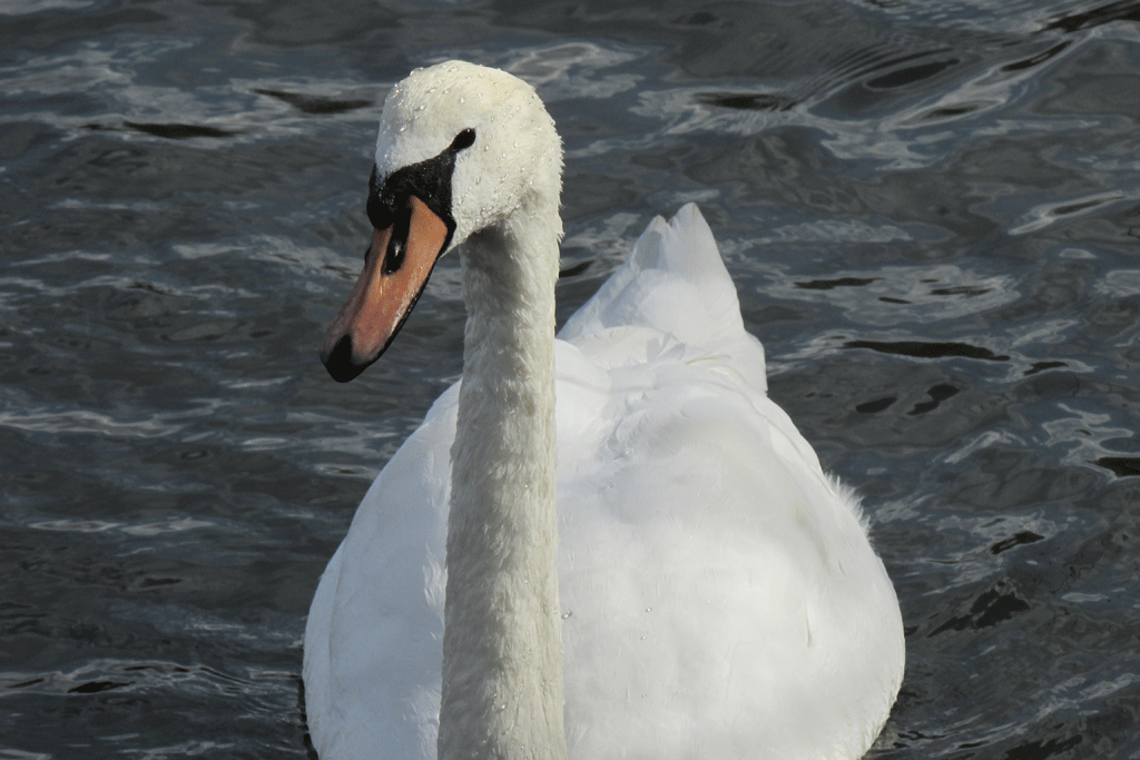 Swans-3-20-2013-218.gif
